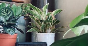 Featured image for Marshall Speaker Mastery 7 Expert Tips Reviews 2025